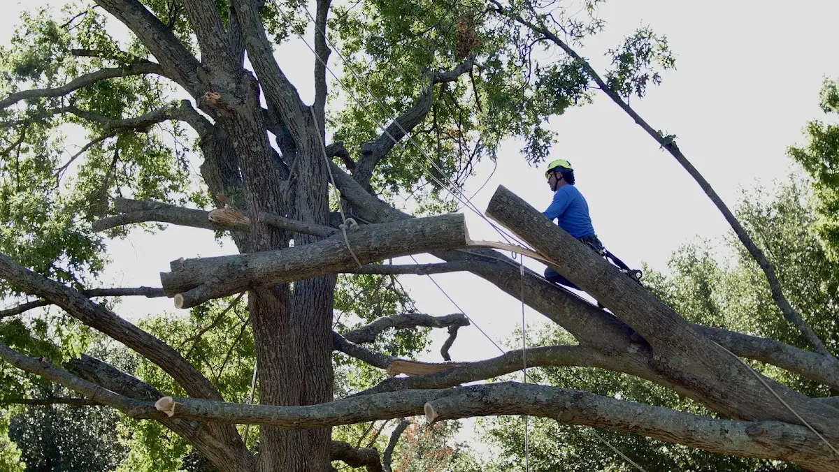 Professional Crown Thinning performed by certified arborists in Danforth