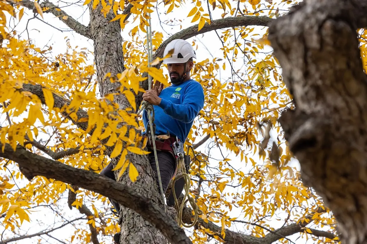 Skilled Storm Damage Cleanup crew working in Danforth